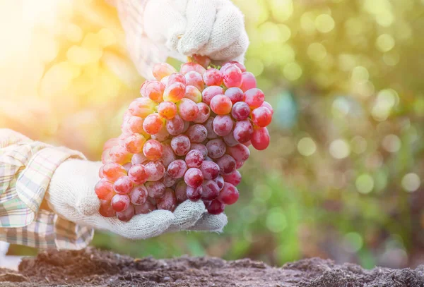 Tukang Kebun Memetik Anggur Ladang Musim Gugur Panen Cornucopia Musim — Stok Foto