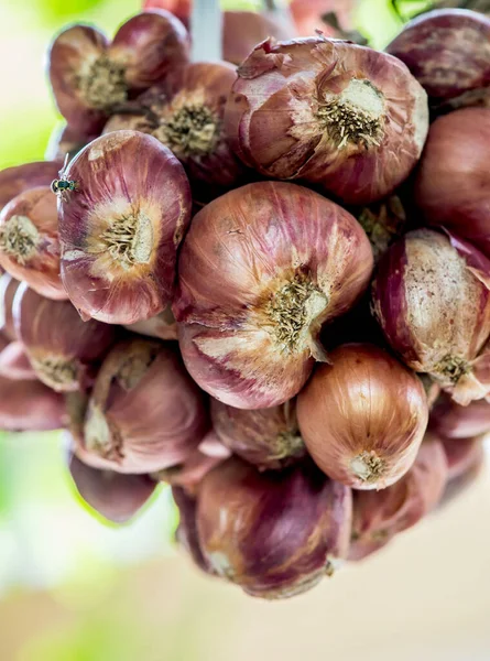 Red Onion Ingredient Cook Thaifood — Stock Photo, Image