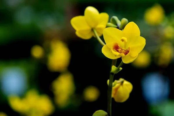 Närbild Skott Vackra Blommande Blommor Fältet — Stockfoto