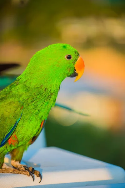 Zbliżenie Strzał Słodkie Piękne Papuga — Zdjęcie stockowe