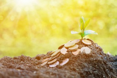 Bahçede büyüyen küçük bir bitki. Güne yeni bir başlangıç. Çevreyi ve yeni dönüşüm yaşam konseptini kaydet