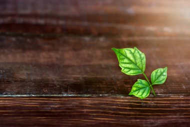 Ahşap döşeme dokusu arkaplanının tam kare görüntüsü