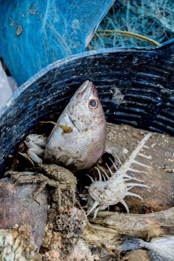 Denizden çıkarıldıktan sonra ölü deniz hayvanı.