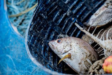 Denizden çıkarıldıktan sonra ölü deniz hayvanı.