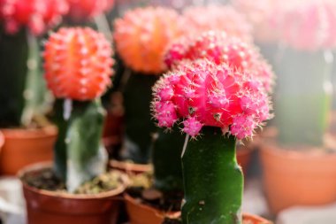 Güzel kaktüs bitkilerinin yakın plan çekimi.