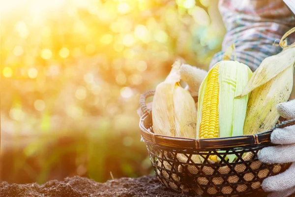 Tuiniers Plukken Maïs Boerderij Herfstseizoen Met Groente Fruit — Stockfoto
