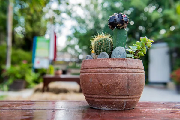 Cactus Hoja Palma Azúcar Decoración Jardín —  Fotos de Stock
