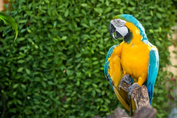 Close Shot Van Schattige Mooie Papegaai — Stockfoto