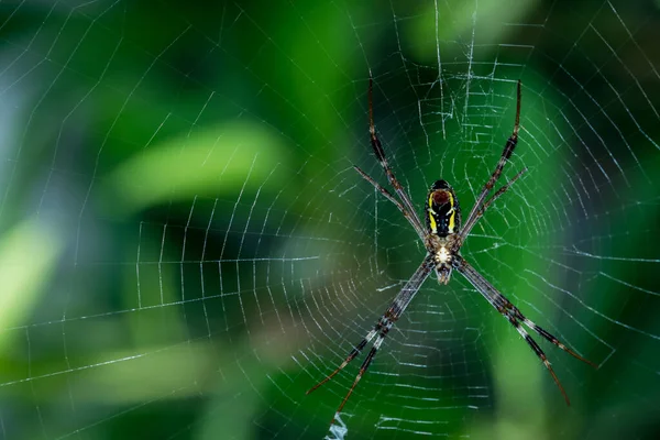 spider on the web in the forest, insect and animal