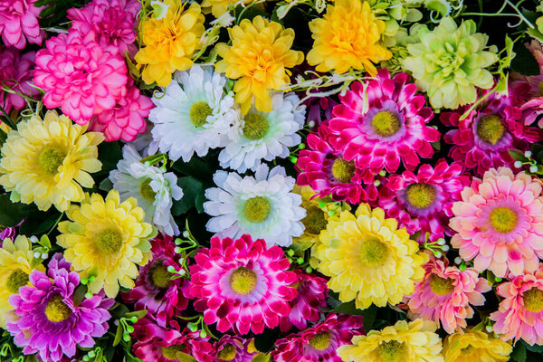 blooming flower in the garden