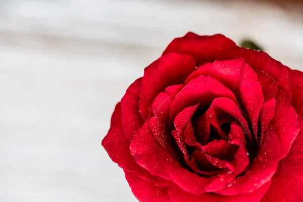 Blommande Ros Blomma För Alla Hjärtans Dag Bakgrund — Stockfoto