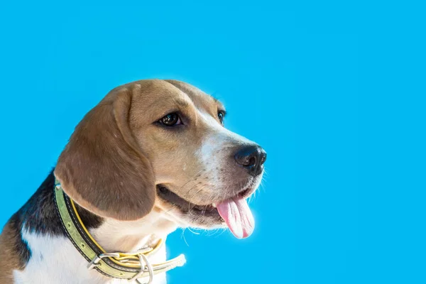 Filhote Cachorro Animal Animal Estimação Pequena Beagle Bonito Fundo Azul — Fotografia de Stock