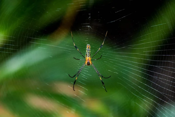 Павук Інтернеті Лісі Комахи Тварини — стокове фото