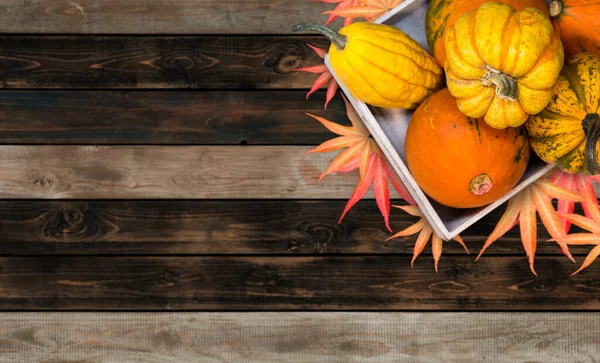 秋の収穫のコヌコピア 果物や野菜と秋の季節 テキストのコピースペース — ストック写真