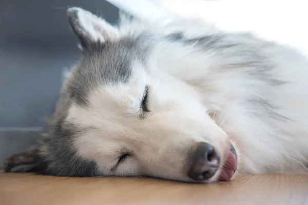 Sibirien Husky Sömnig Hund Och Härligt Husdjur — Stockfoto