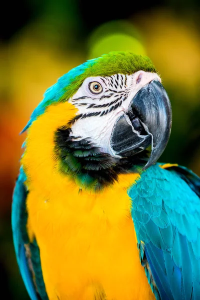 Közeli Felvétel Aranyos Szép Papagáj — Stock Fotó