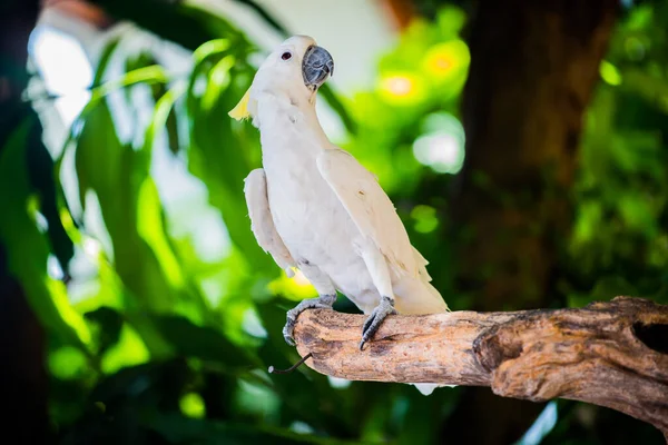 Zbliżenie Strzał Słodkie Piękne Papuga — Zdjęcie stockowe
