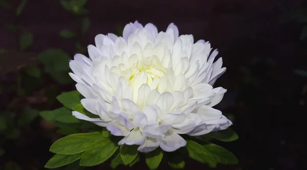 白いアスターの花 — ストック写真