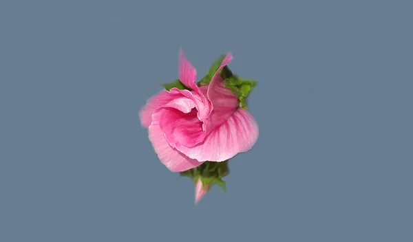 Belle fleur rose fraîche — Photo