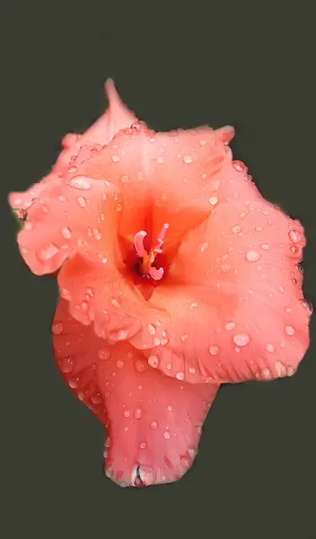 Красива помаранчева квітка гладіолуса після дощу — стокове фото
