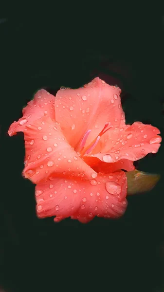 Красива помаранчева квітка гладіолуса після дощу — стокове фото