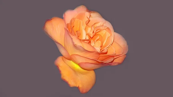 Rose orange fraîche parfaite — Photo