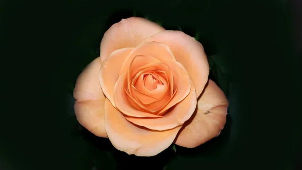 Perfekte frische orange Rose — Stockfoto