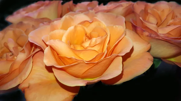 Прекрасные оранжевые розы — стоковое фото