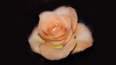 Mükemmel taze turuncu gül