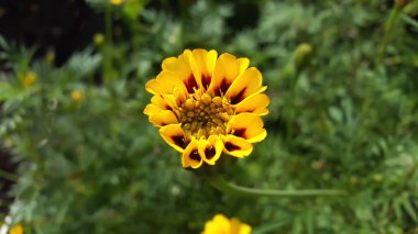 Güzel çiçek Tagete.