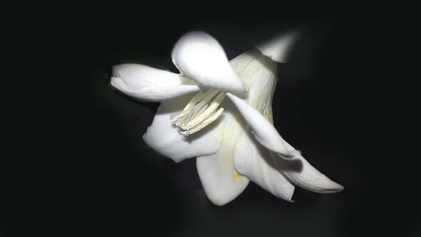 Freesia blanc sur fond noir — Photo