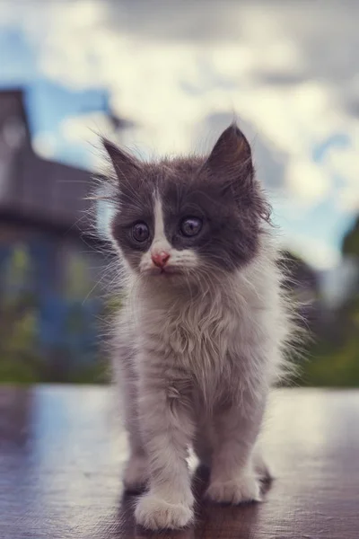 小さなふわふわの白とグレーの子猫 — ストック写真