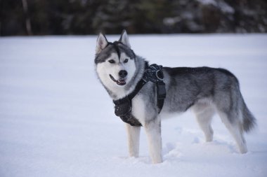 Husky kış
