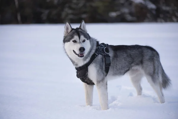 Σκύλος χάσκεϋ το χειμώνα — Φωτογραφία Αρχείου