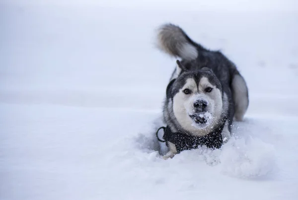 Husky jí sníh a hrát — Stock fotografie