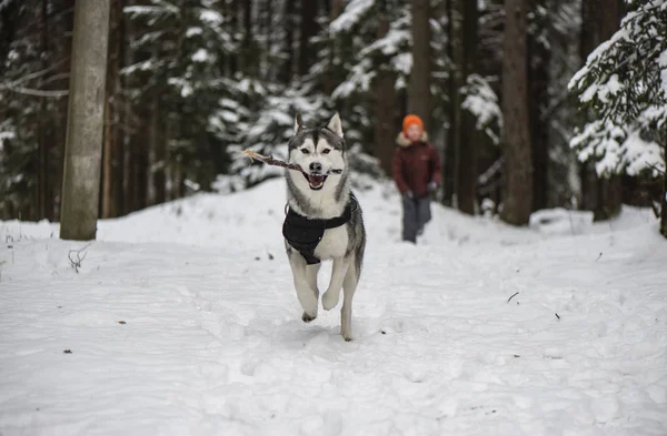 Husky running with a stick in winter