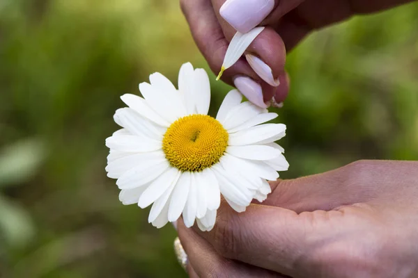 Women's hands tearing petals with chamomile — Stock Photo, Image