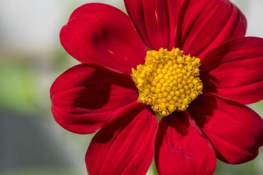 güneşli bir yaz dahlia