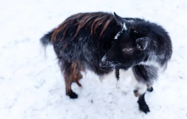 Black goat on the snow in winter — Stock Photo, Image
