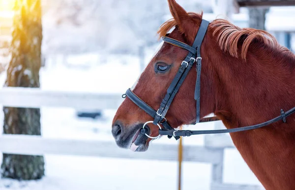 Head of a racehorse in winter