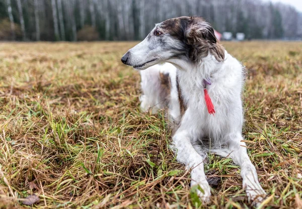 Greyhound contra o fundo do campo no inverno — Fotografia de Stock