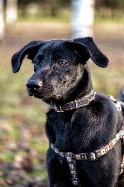 Cão preto na coleira no parque — Fotografia de Stock