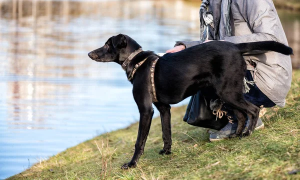 강 근처 공원에서 칼라에 검은 개 — 스톡 사진