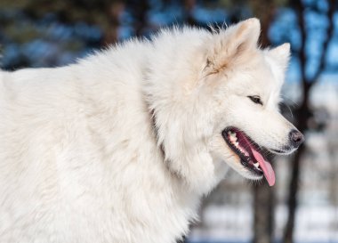 Parkta Samoyed köpek
