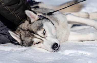 Husky yalanlar üzerine kar