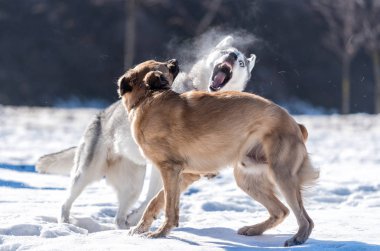 Husky güneş karşı karda başka bir köpekle oynar