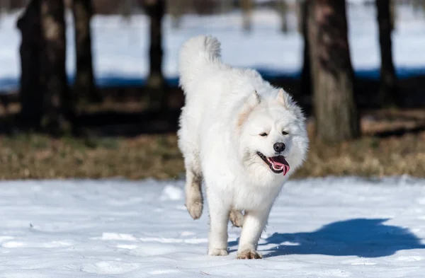 Ένα Samoyed σκύλος τρέχει στο χιόνι στο πάρκο — Φωτογραφία Αρχείου