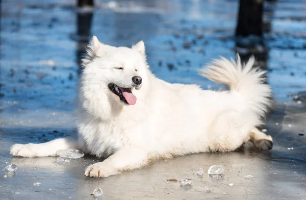 Un cane Samoyed giace sul ghiaccio nel parco — Foto Stock