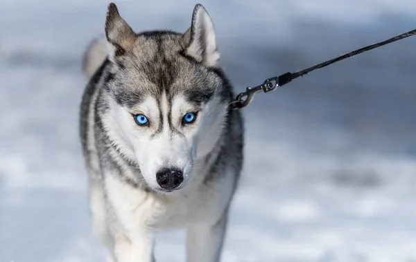 Husky goes on a leash on the snow