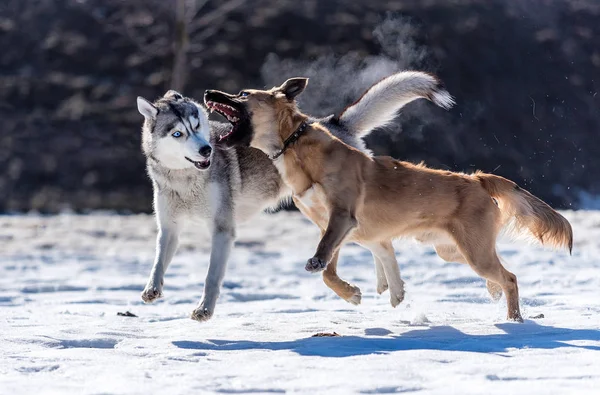 Husky bermain dengan anjing lain di salju melawan matahari — Stok Foto